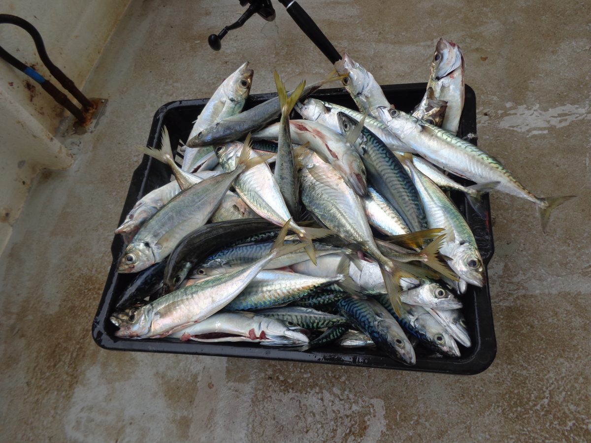 BATEAU DE PÊCHE « TOMZOE »-L’AIGUILLON-LA-PRESQU’ILE-poisson