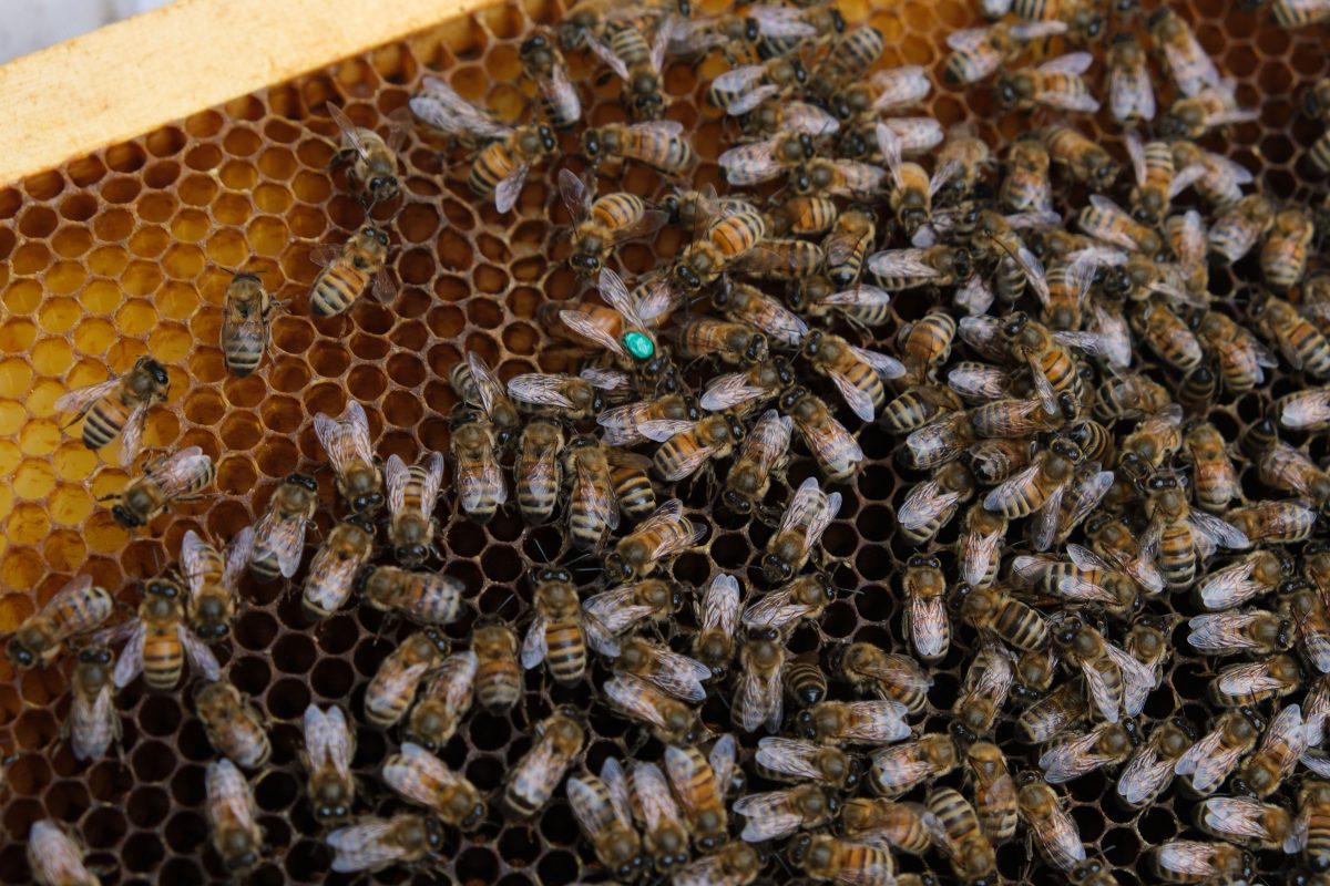 Cadre abeilles et reine