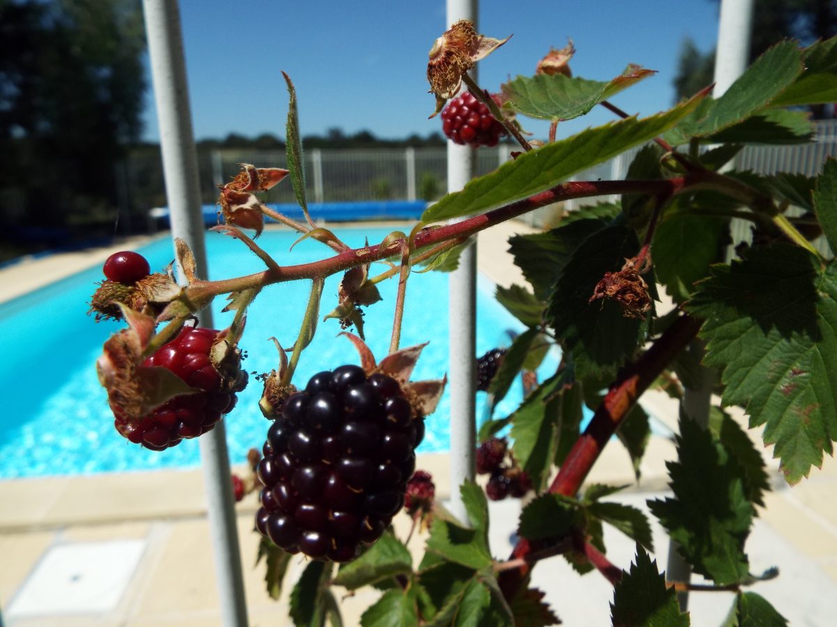 CAMPING ETOURNERIE _CHATEAU-GUIBERT-Vue piscine