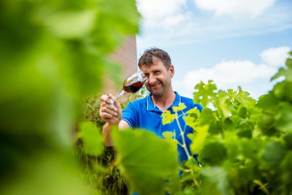 Vignoble Le Clos des Chaumes