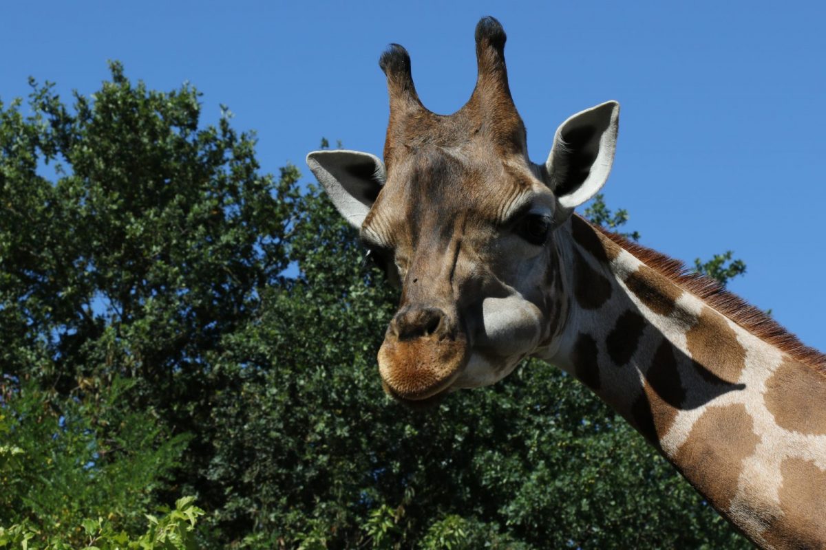 GIRAFE NZM