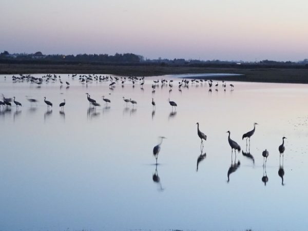 Animation nature, À la découverte de la Grue cendrée