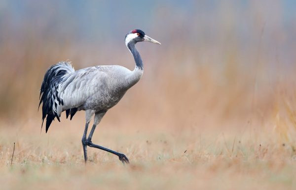 Sortie nature, la Baie au fil des saisons en Novembre