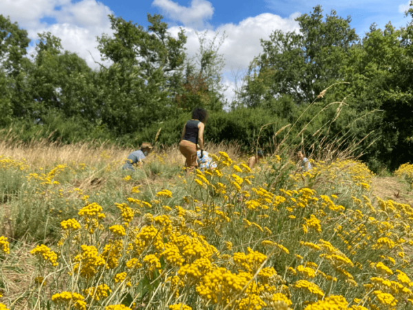 Visite des jardins aromatiques, médicinales et potagers