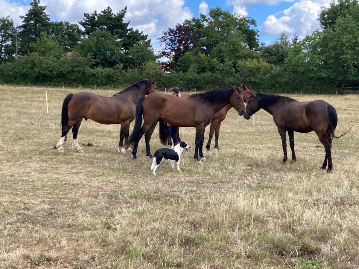 CENTRE ÉQUESTRE, LE HARAS DU PLESSIS-ROSNAY-dans le pré