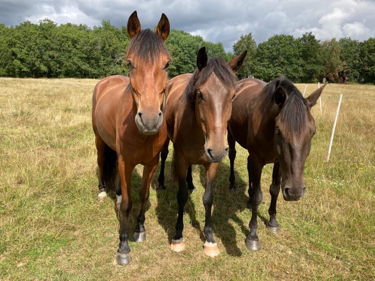 CENTRE ÉQUESTRE, LE HARAS DU PLESSIS-ROSNAY-pose