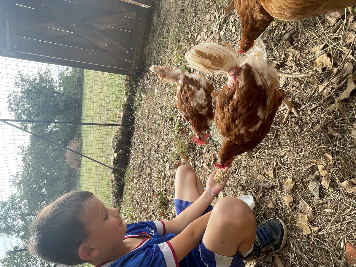 Poules