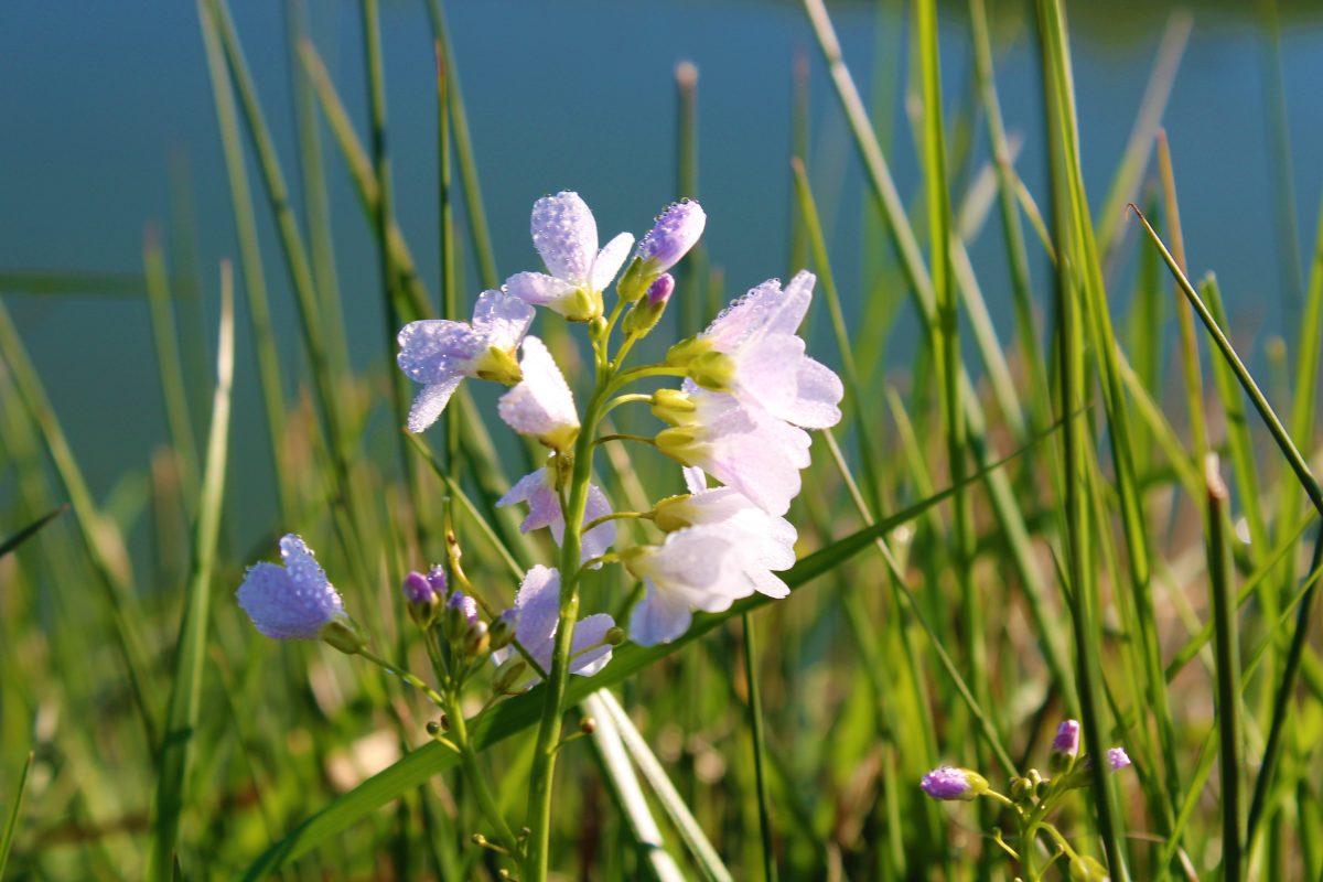 marais_flore_longeville