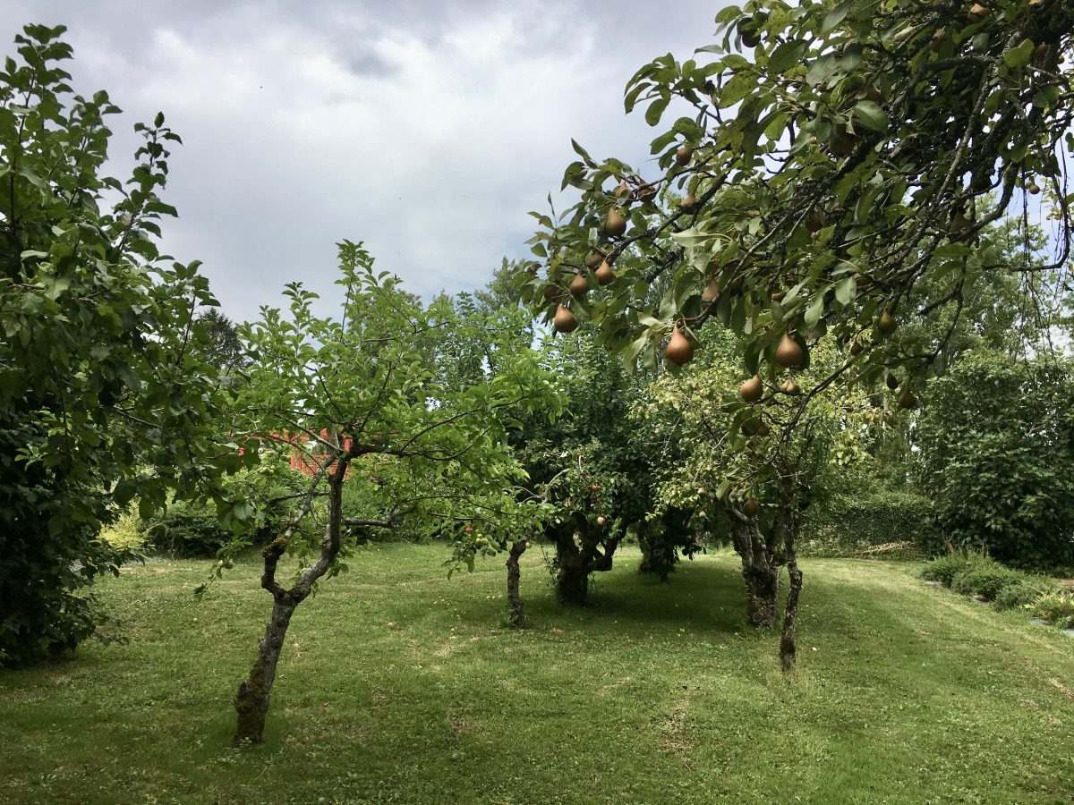 Meublé Domaine de la Denerie_La Jaudonnière_Jardin