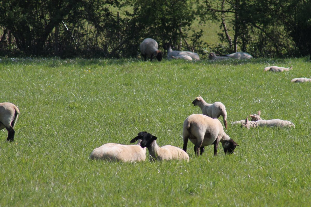 Élevage La Tonnelle – EARL les Ouailles Saint-Denis-du-Payré