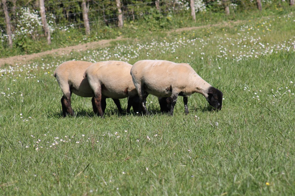 Élevage La Tonnelle – EARL les Ouailles Saint-Denis-du-Payré