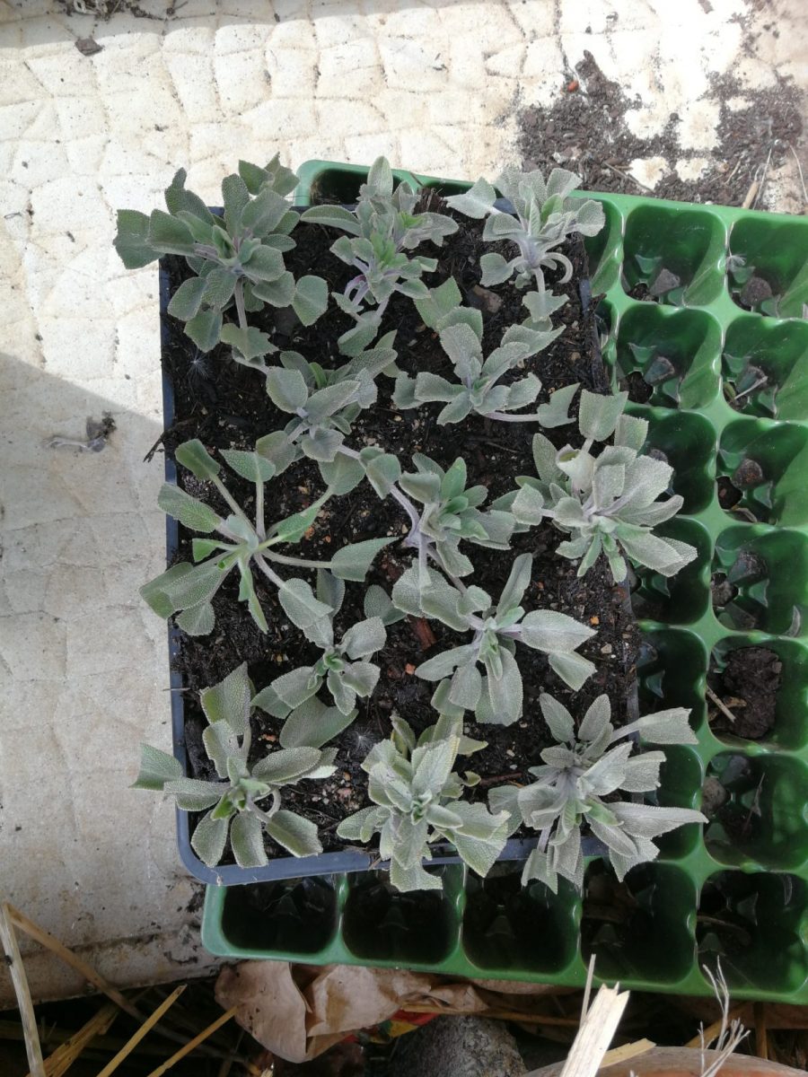 bouture de sauge officinale