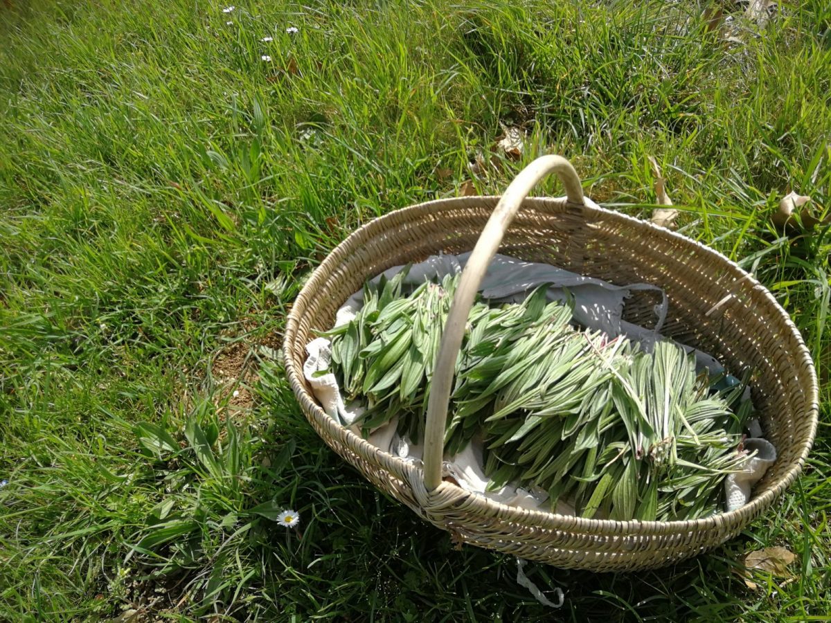 récolte de plantain