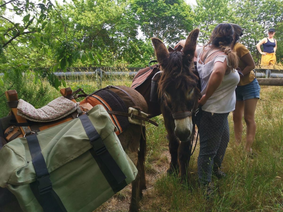 Pieds d’AventureS Chateau-Guibert balade âne baté et bivouac