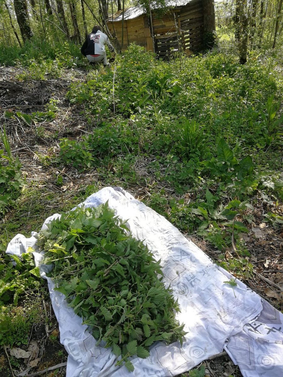 Récolte d&rsquo;orties