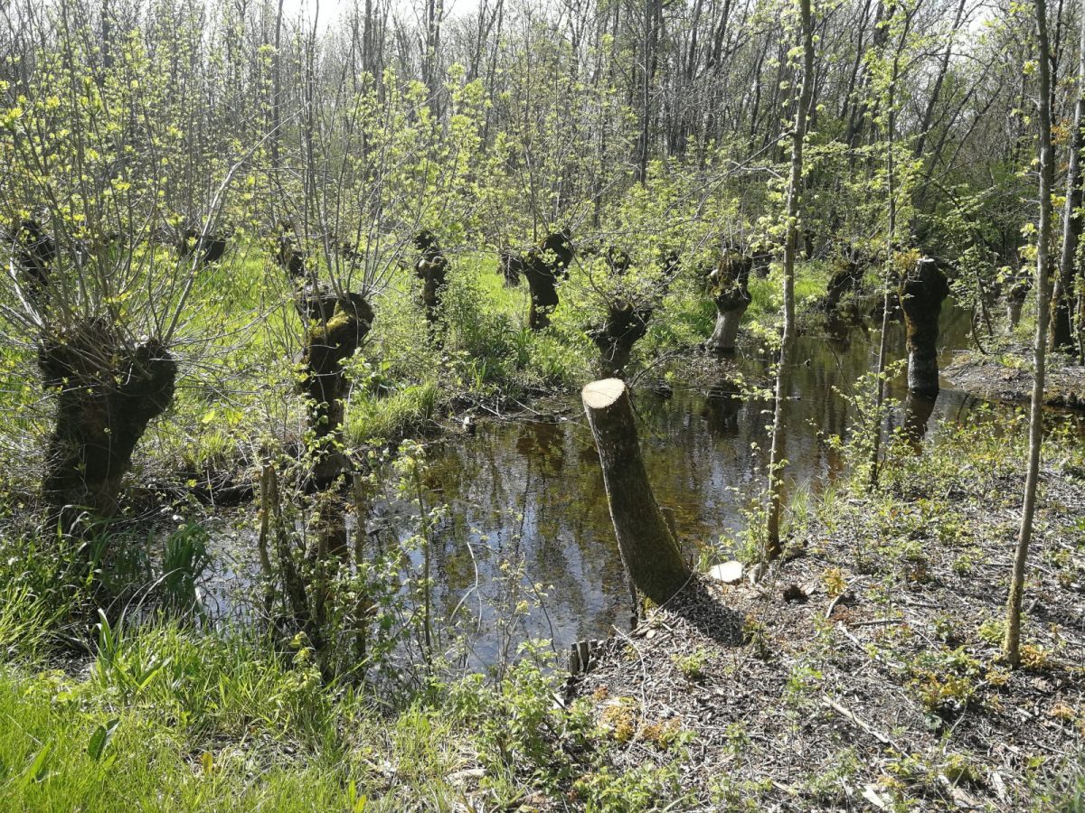 frêne tétard