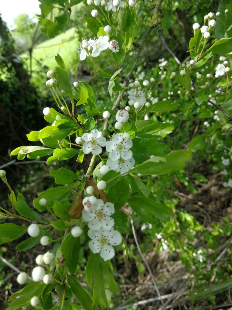 aubépine en fleurs
