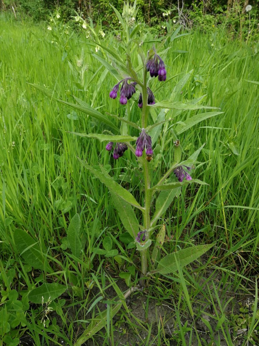 Consoude (Symphytum officinale)