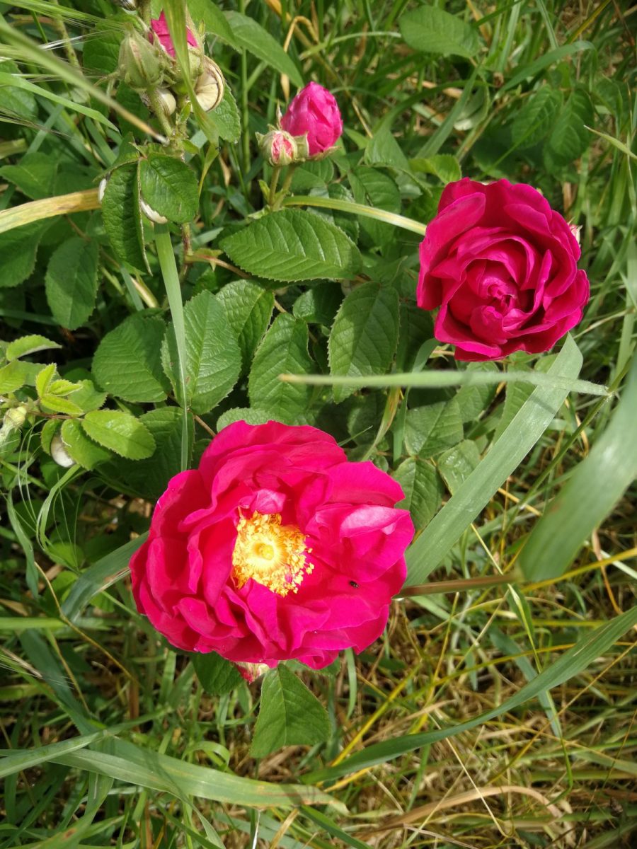 rose de Provin