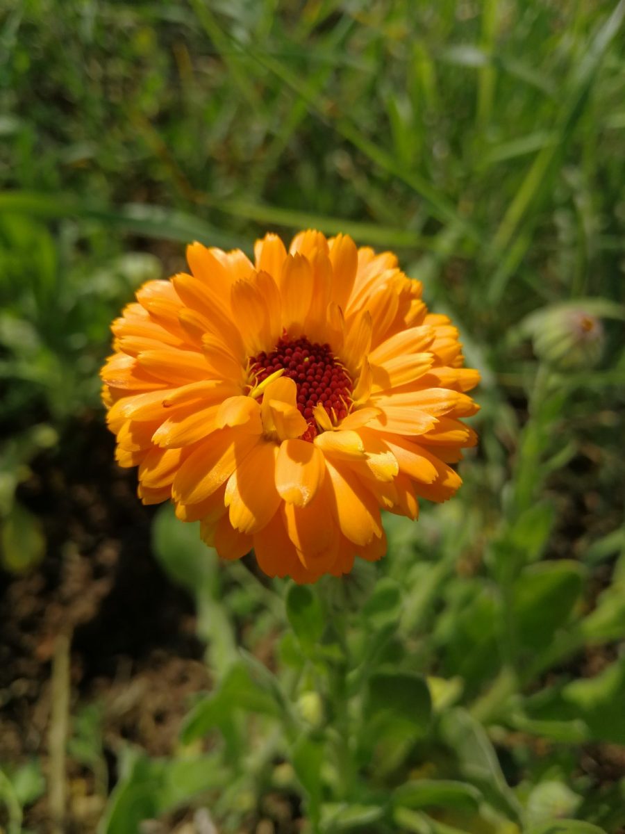 Souci (Calendula officinalis)