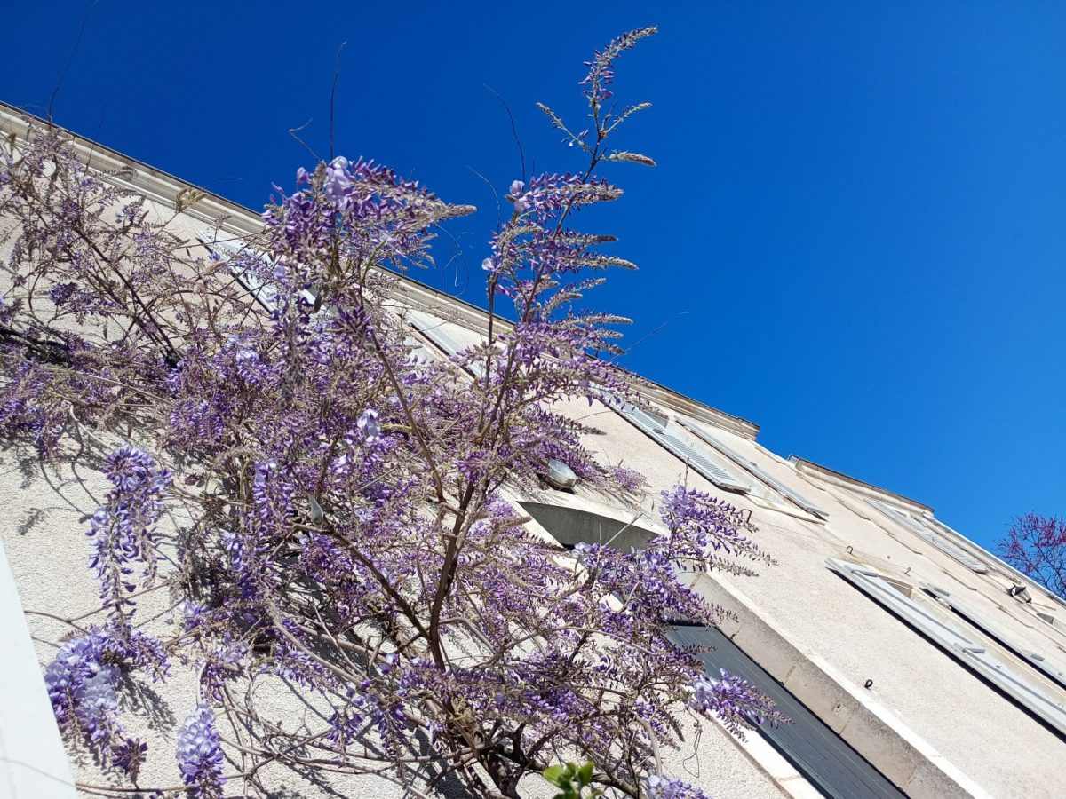 Meublé Le Clos des Hirondelles – La Couture 85320 – la Glycine