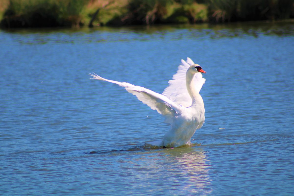 marais_faune_longeville