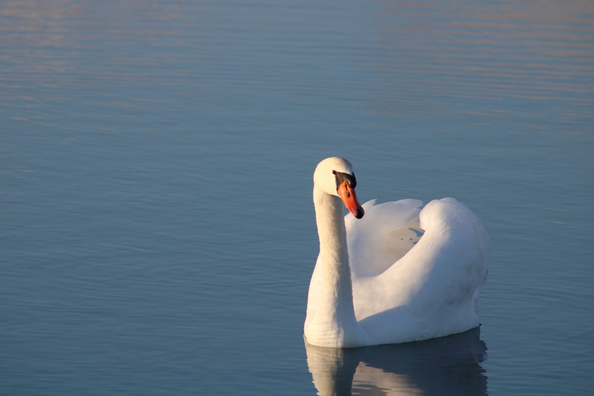 faune_marais_poitevin_longeville