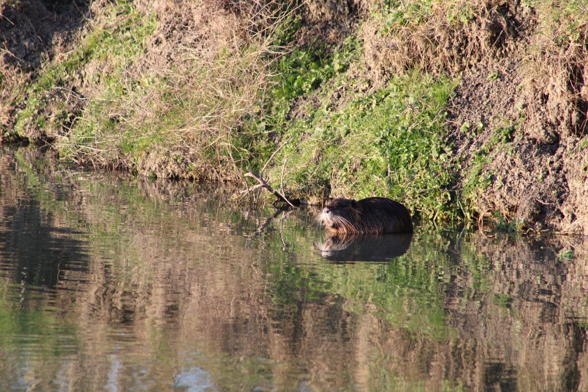 faune_marais_longeville_sur_mer