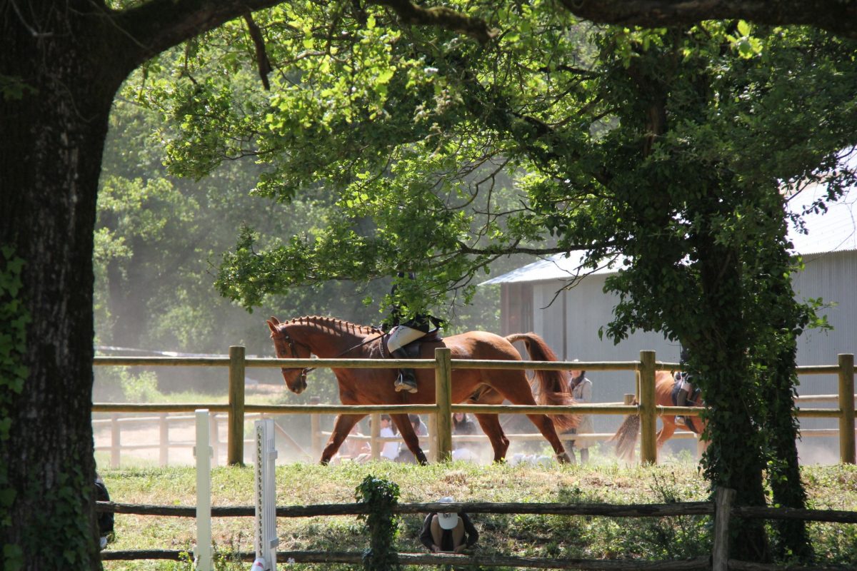 CENTRE EQUESTRE SAEL « LA FORET »-SAINTE-GEMME-LA-PLAINE-cheval