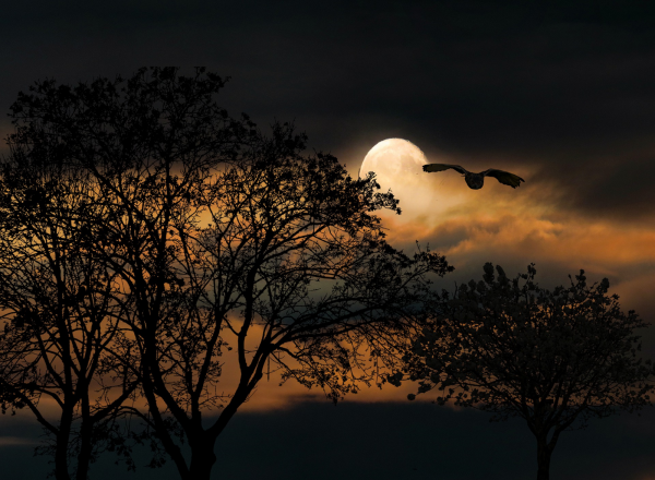 Sortie nature, À la rencontre des animaux nocturnes