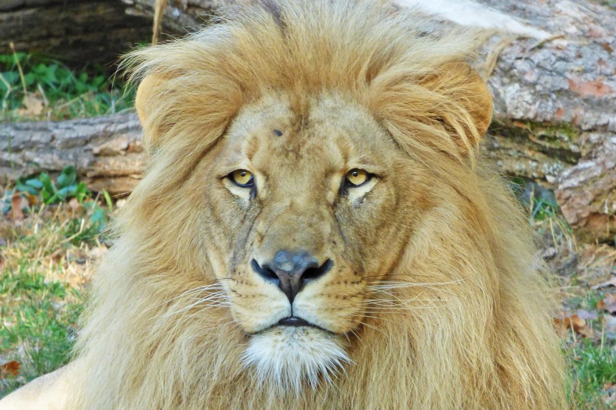 LION NZM