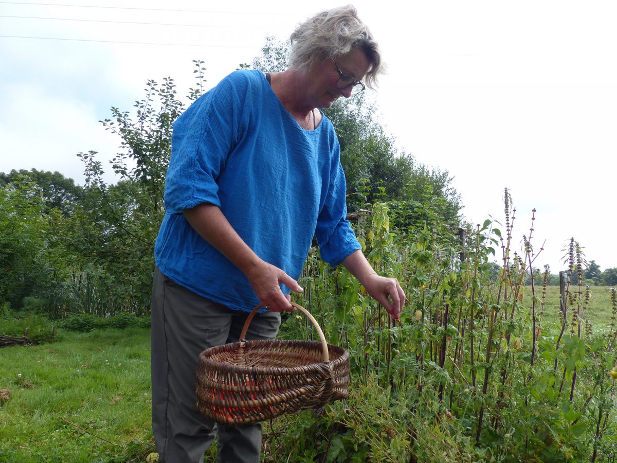 Les Pineaux – Les Fées des Herbes