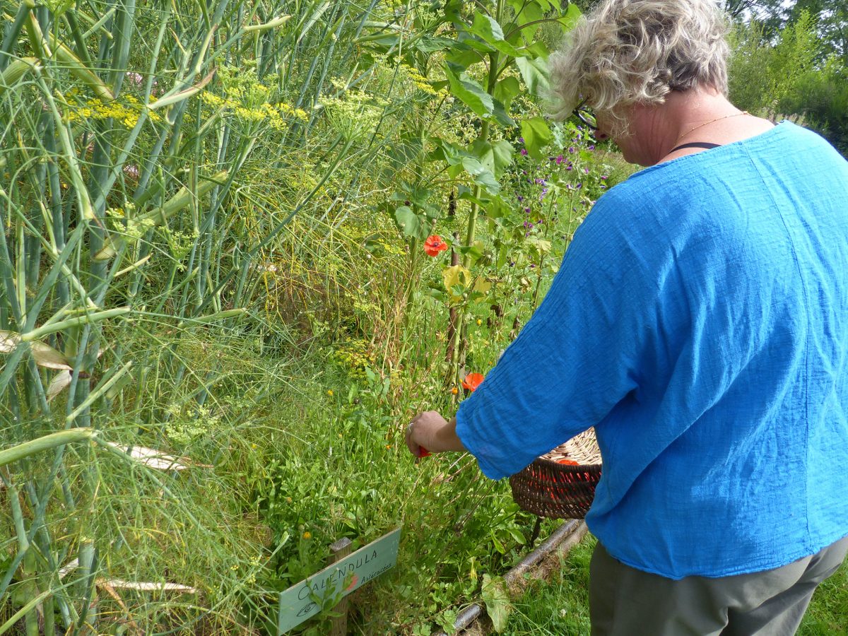 Les Pineaux – Les Fées des Herbes