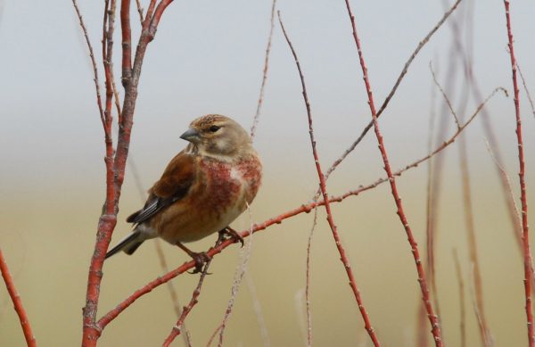 Journées du Patrimoine, Sortie nature, les oiseaux migrateurs de la Pointe de l’Aiguillon
