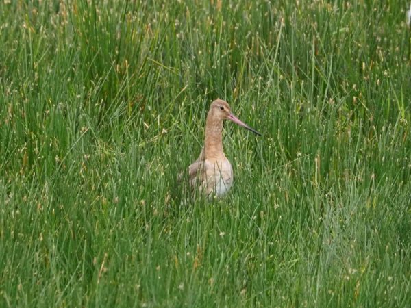 Animation famille, Les mystères de la migration