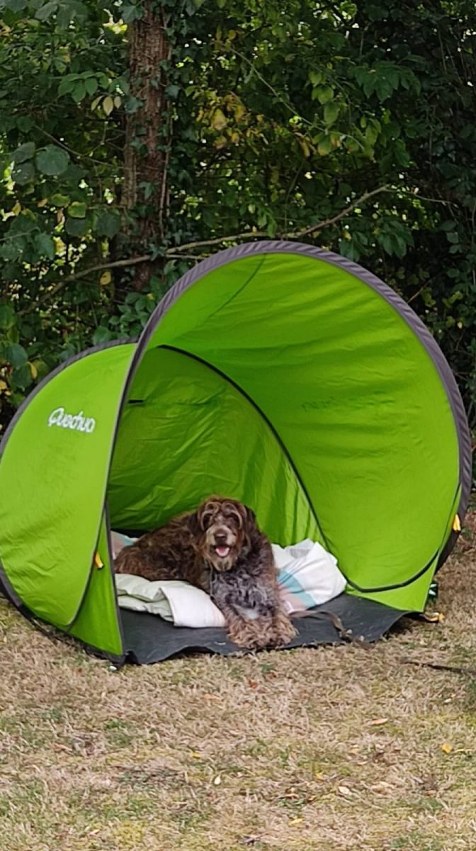 Camping la Clé des Champs_Luçon_Accueil des animaux