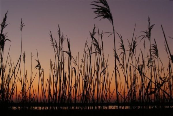 Animation nature, Ouvertures crépusculaires de la Réserve