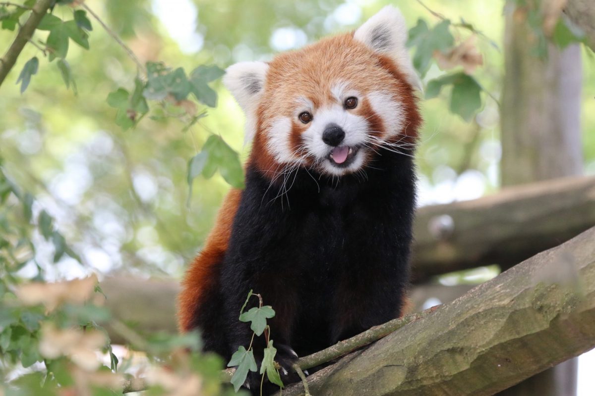 PANDA NZM