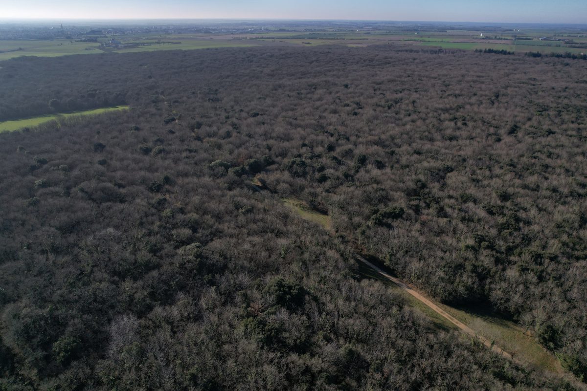 Forêt de Ste Gemme_ENS