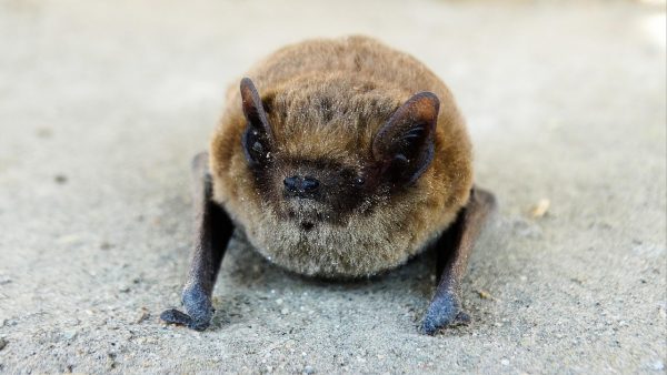 Sortie nature, Nuit internationale de la chauve-souris