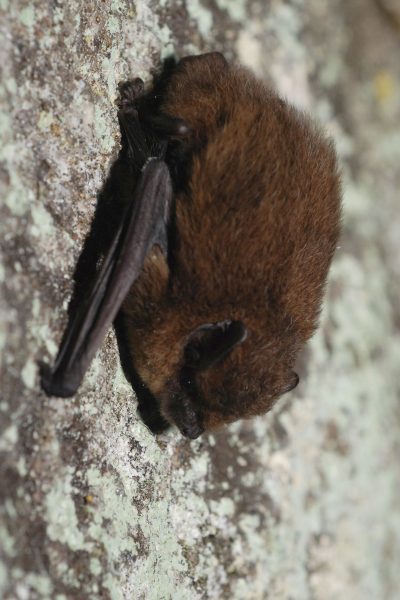 Sortie nature, la Fête de la Science à la Réserve  » Les chauves-souris « 