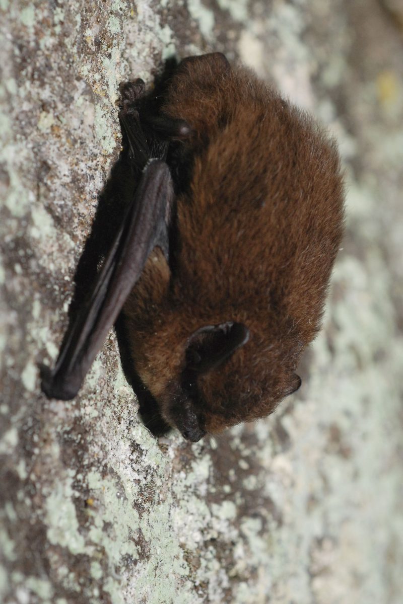 Pipistrelle commune