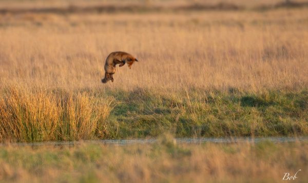 Sortie nature, Voyage au cœur des secrets des mammifères