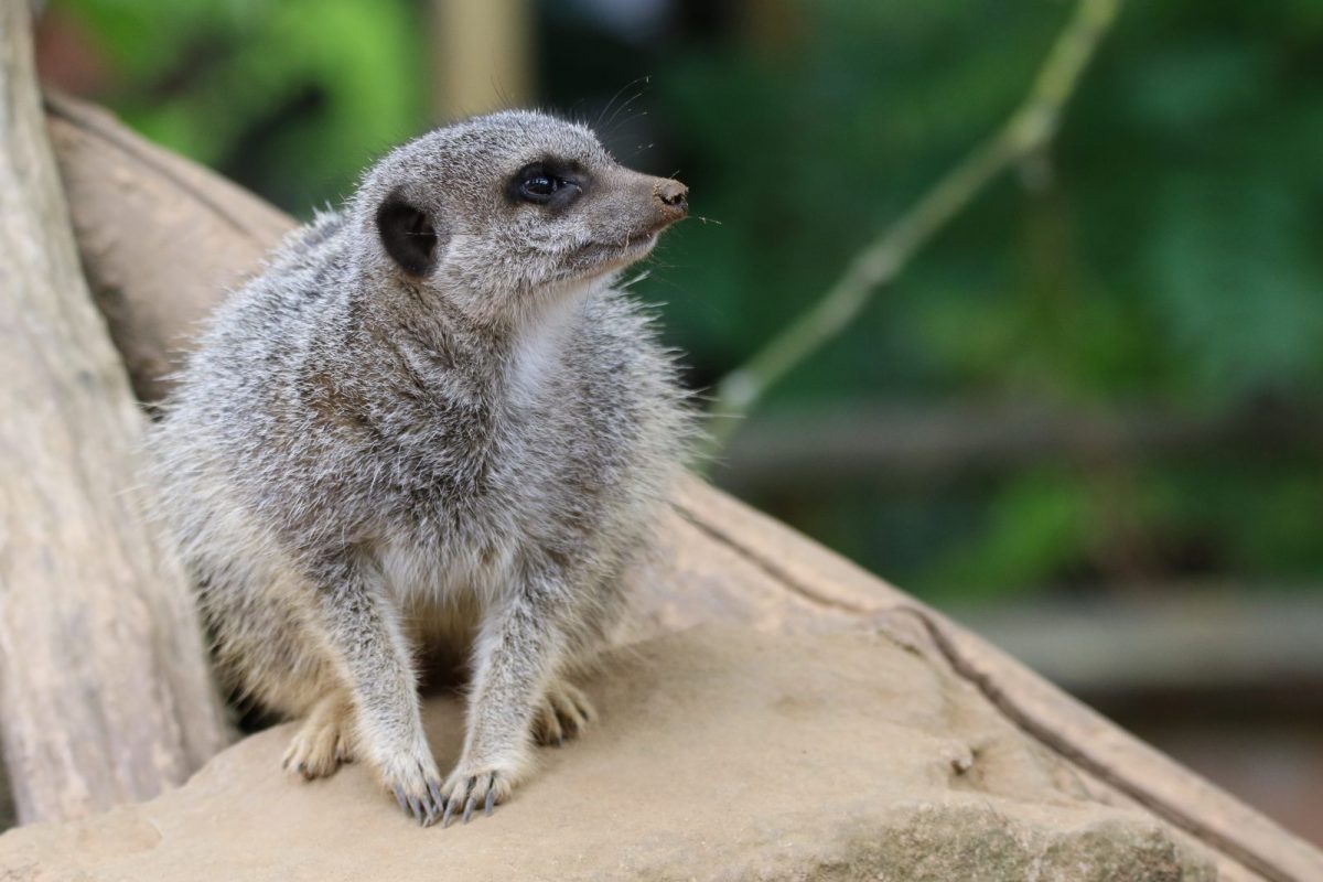 SURICATE NZM
