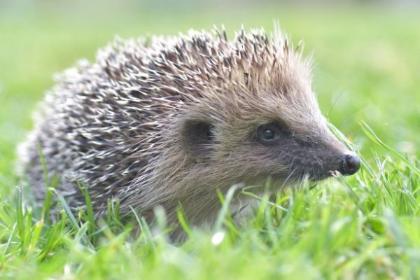 Sortie nature, Cet animal qui ne manque pas de piquant : le hérisson