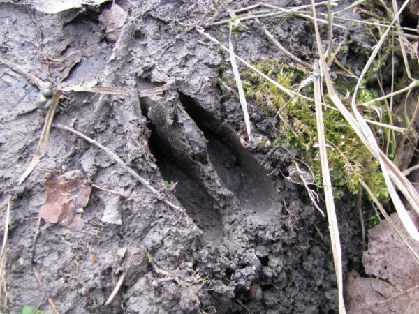Sortie nature, Sur les traces des mammifères de la Réserve