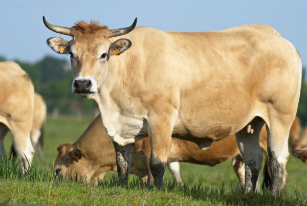 Animation famille, À la conquête de l&rsquo;ouest