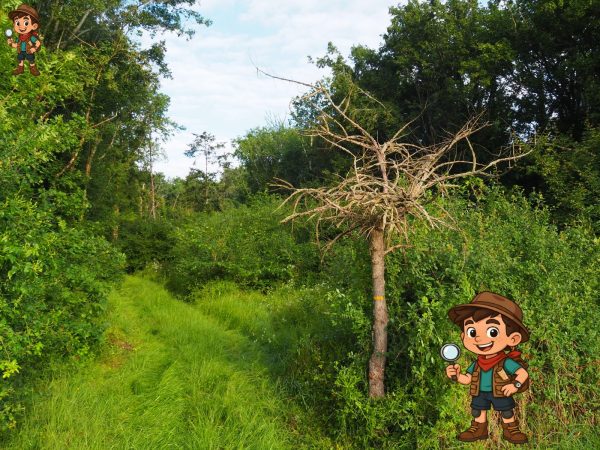 Animation famille « À la Découverte des Bois, petits explorateurs ! »