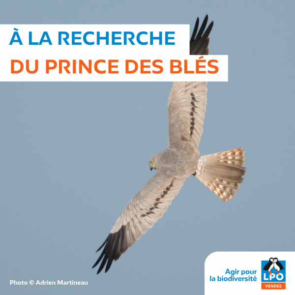 Sortie nature, rencontre crépusculaire avec les busards