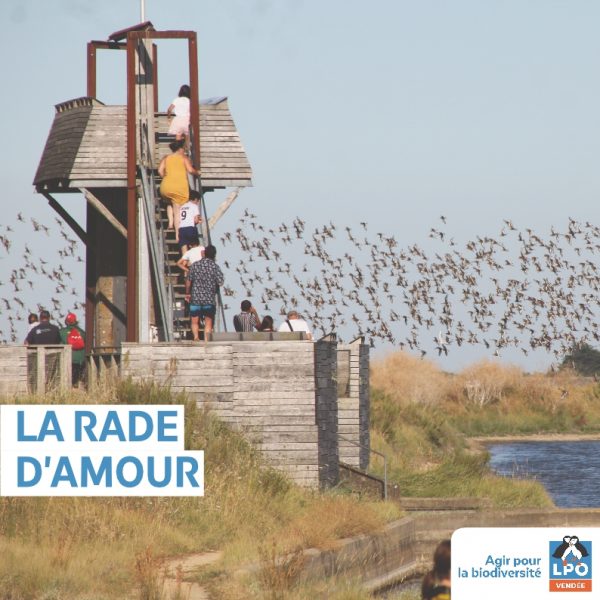 Sortie nature, Point d’obs’ à la Rade d’amour